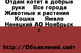 Отдам котят в добрые руки. - Все города Животные и растения » Кошки   . Ямало-Ненецкий АО,Ноябрьск г.
